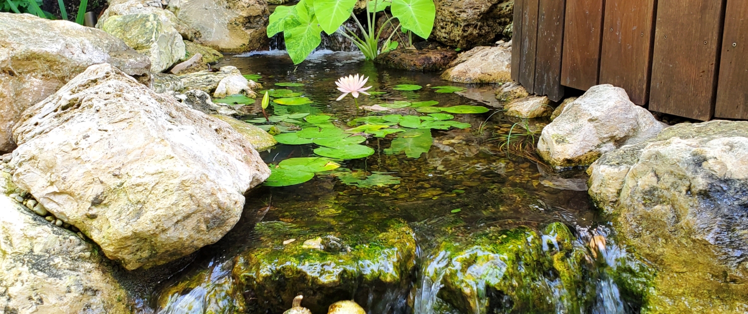 Bringing Art, Nature & Calm to The Octopus House in Austin blog image