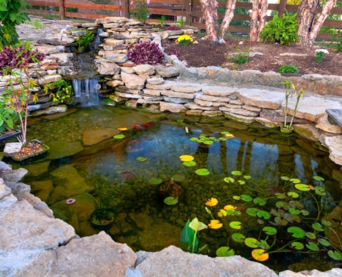 What Happens Beneath the Surface of a Koi Pond