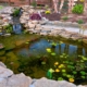 What Happens Beneath the Surface of a Koi Pond