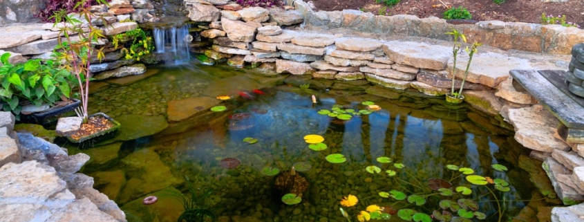 What Happens Beneath the Surface of a Koi Pond